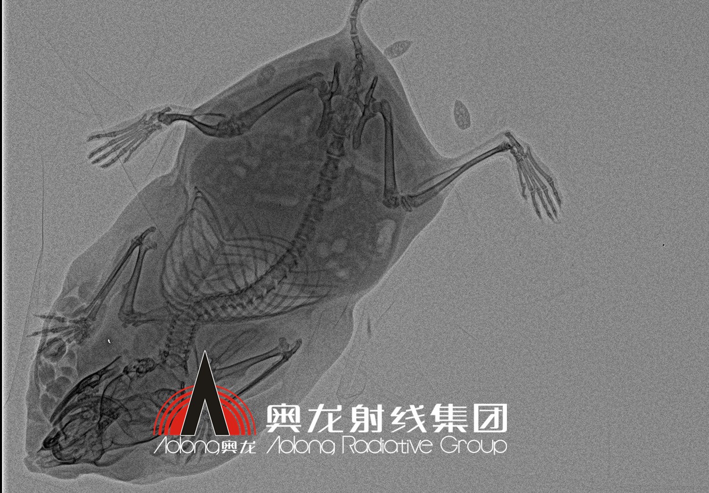 小倉(cāng)鼠.jpg 小倉(cāng)鼠.jpg